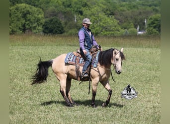 American Quarter Horse, Wallach, 7 Jahre, 142 cm, Buckskin
