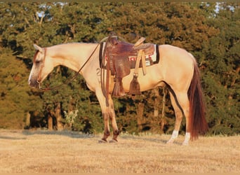 American Quarter Horse, Wallach, 7 Jahre, 142 cm, Falbe