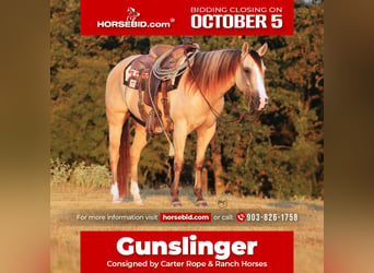 American Quarter Horse, Wallach, 7 Jahre, 142 cm, Falbe