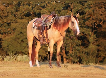 American Quarter Horse, Wallach, 7 Jahre, 142 cm, Falbe