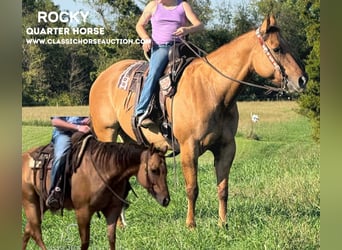 American Quarter Horse, Wallach, 7 Jahre, 142 cm, Falbe