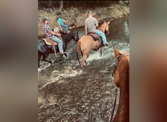 American Quarter Horse, Wallach, 7 Jahre, 142 cm, Falbe