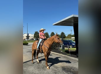 American Quarter Horse, Wallach, 7 Jahre, 142 cm, Falbe