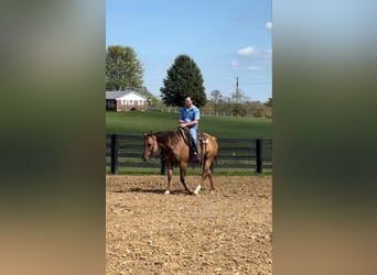 American Quarter Horse, Wallach, 7 Jahre, 142 cm, Falbe