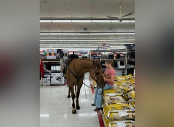 American Quarter Horse, Wallach, 7 Jahre, 142 cm, Falbe