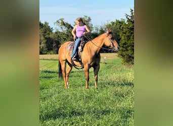 American Quarter Horse, Wallach, 7 Jahre, 142 cm, Falbe