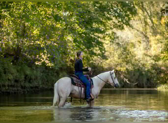 American Quarter Horse, Wallach, 7 Jahre, 142 cm, Palomino