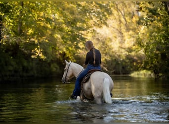 American Quarter Horse, Wallach, 7 Jahre, 142 cm, Palomino