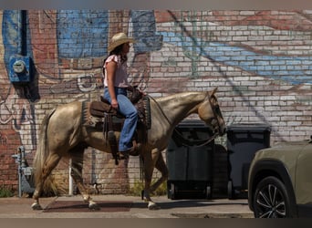 American Quarter Horse, Wallach, 7 Jahre, 142 cm, Palomino