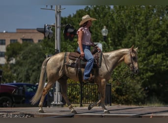 American Quarter Horse, Wallach, 7 Jahre, 142 cm, Palomino