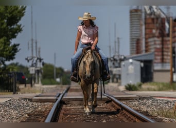 American Quarter Horse, Wallach, 7 Jahre, 142 cm, Palomino
