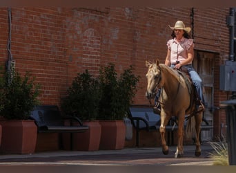 American Quarter Horse, Wallach, 7 Jahre, 142 cm, Palomino