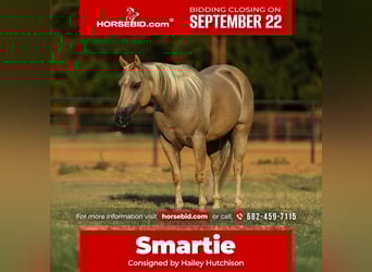 American Quarter Horse, Wallach, 7 Jahre, 142 cm, Palomino