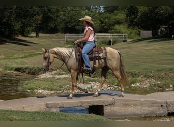 American Quarter Horse, Wallach, 7 Jahre, 142 cm, Palomino