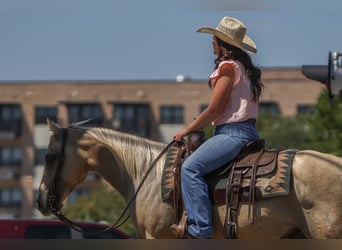 American Quarter Horse, Wallach, 7 Jahre, 142 cm, Palomino