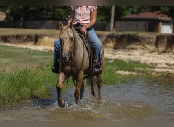 American Quarter Horse, Wallach, 7 Jahre, 142 cm, Palomino
