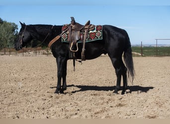 American Quarter Horse, Wallach, 7 Jahre, 142 cm, Rappe