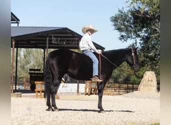 American Quarter Horse, Wallach, 7 Jahre, 142 cm, Rappe