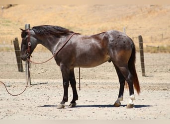 American Quarter Horse, Wallach, 7 Jahre, 142 cm, Roan-Blue
