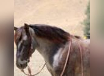 American Quarter Horse, Wallach, 7 Jahre, 142 cm, Roan-Blue