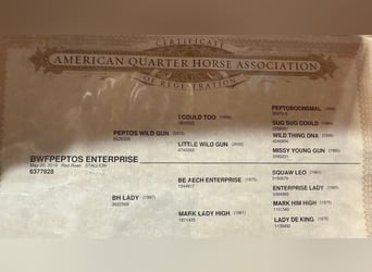 American Quarter Horse, Wallach, 7 Jahre, 142 cm, Roan-Red