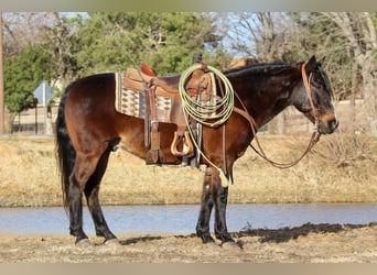 American Quarter Horse Mix, Wallach, 7 Jahre, 142 cm, Rotbrauner