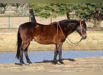 American Quarter Horse Mix, Wallach, 7 Jahre, 142 cm, Rotbrauner