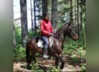 American Quarter Horse, Wallach, 7 Jahre, 142 cm, Rotbrauner