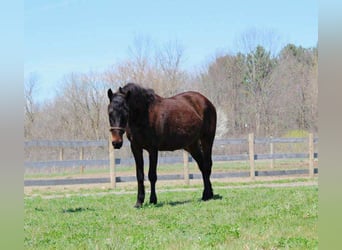 American Quarter Horse, Wallach, 7 Jahre, 142 cm, Rotbrauner