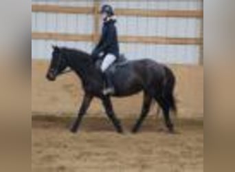 American Quarter Horse, Wallach, 7 Jahre, 142 cm, Rotbrauner