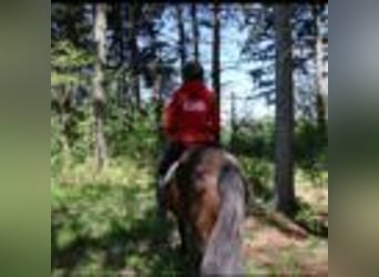 American Quarter Horse, Wallach, 7 Jahre, 142 cm, Rotbrauner