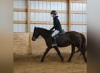 American Quarter Horse, Wallach, 7 Jahre, 142 cm, Rotbrauner