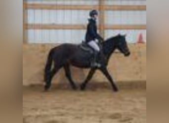 American Quarter Horse, Wallach, 7 Jahre, 142 cm, Rotbrauner