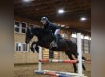 American Quarter Horse, Wallach, 7 Jahre, 142 cm, Rotbrauner