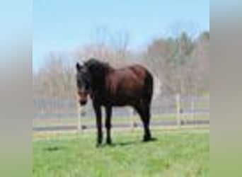 American Quarter Horse, Wallach, 7 Jahre, 142 cm, Rotbrauner