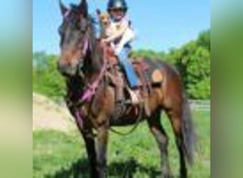 American Quarter Horse, Wallach, 7 Jahre, 142 cm, Rotbrauner