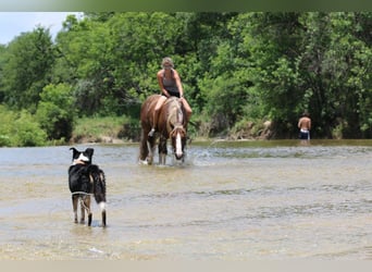 American Quarter Horse, Wallach, 7 Jahre, 142 cm, Rotfuchs