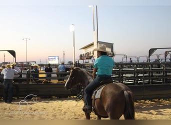 American Quarter Horse, Wallach, 7 Jahre, 142 cm, Rotfuchs