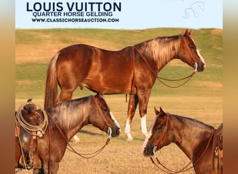 American Quarter Horse, Wallach, 7 Jahre, 142 cm, Rotfuchs