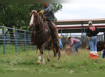American Quarter Horse, Wallach, 7 Jahre, 142 cm, Rotfuchs