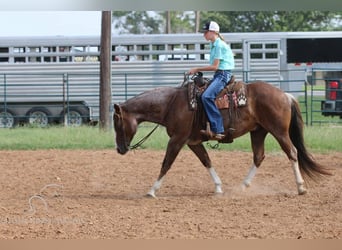 American Quarter Horse, Wallach, 7 Jahre, 142 cm, Rotfuchs