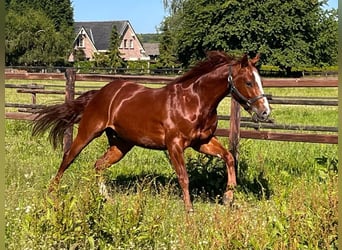 American Quarter Horse, Wallach, 7 Jahre, 144 cm, Rotfuchs