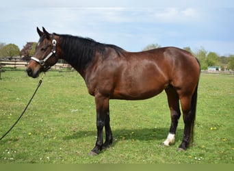 American Quarter Horse, Wallach, 7 Jahre, 144 cm, Rotfuchs
