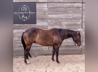 American Quarter Horse, Wallach, 7 Jahre, 145 cm, Brauner