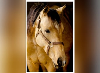 American Quarter Horse, Wallach, 7 Jahre, 145 cm, Buckskin