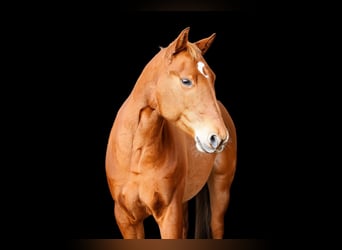 American Quarter Horse, Wallach, 7 Jahre, 145 cm, Fuchs