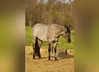 American Quarter Horse, Wallach, 7 Jahre, 145 cm, Grullo