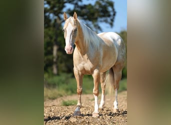 American Quarter Horse, Wallach, 7 Jahre, 145 cm, Palomino