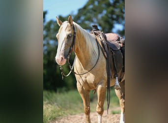 American Quarter Horse, Wallach, 7 Jahre, 145 cm, Palomino
