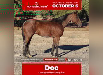 American Quarter Horse, Wallach, 7 Jahre, 145 cm, Roan-Bay